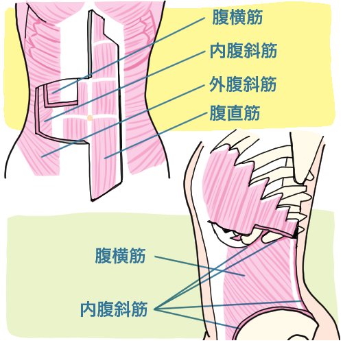 「腹筋部（コア）」