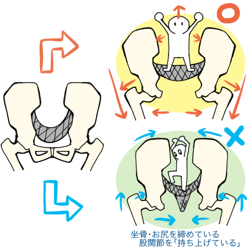 骨盤底筋