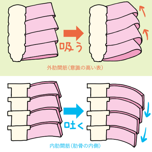 外肋間筋と内肋間筋