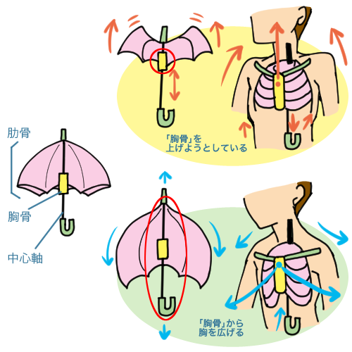 胸骨