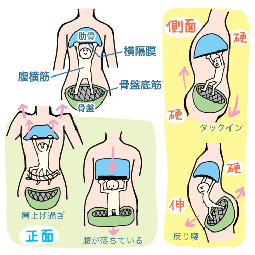 「横隔膜と骨盤底筋」