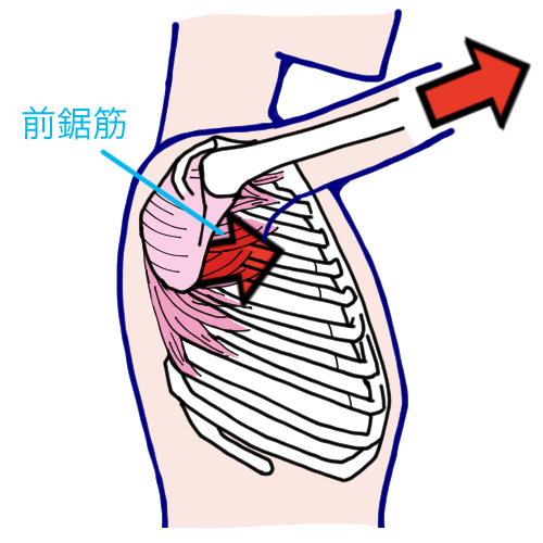 「前鋸筋」