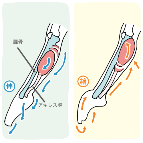 「ふくらはぎの役目」