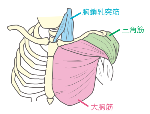 「鎖骨自らが行きたい方向を決め、各筋肉を誘導する」