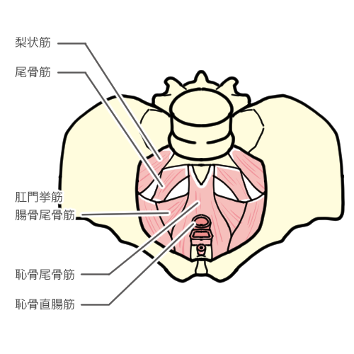 第22回 進めっ 骨盤底筋 チャコット