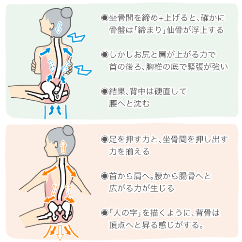 「骨盤底筋とは？」