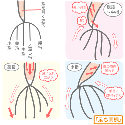 「薬指が筋肉のラインの中心」