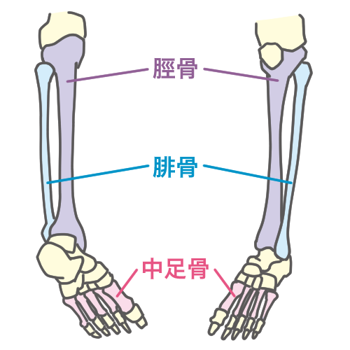 足 の 骨 の 名前