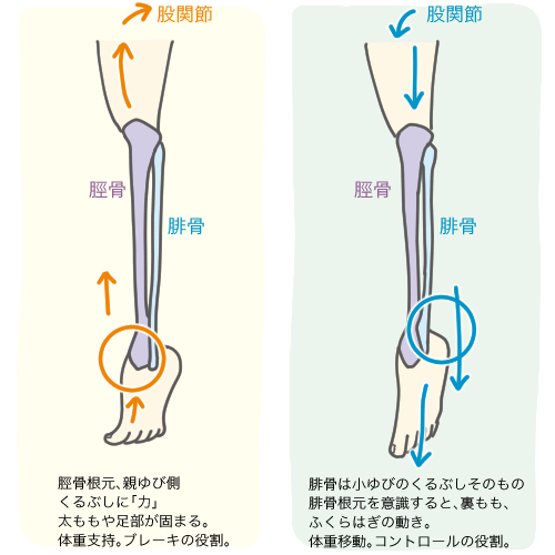 腓骨 疲労 骨折