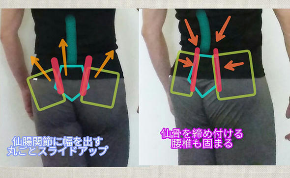 骨盤は仙腸関節を境に「腸骨で仙骨を持ち上げる」