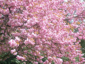 デュッセルドロフの桜