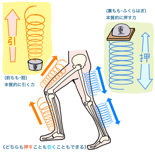 「脚のバネを知る」