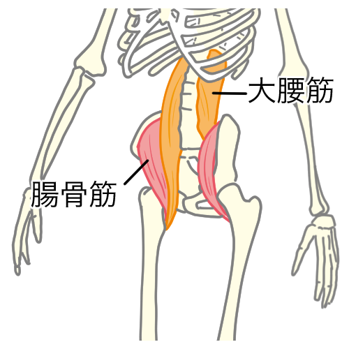 腸腰筋