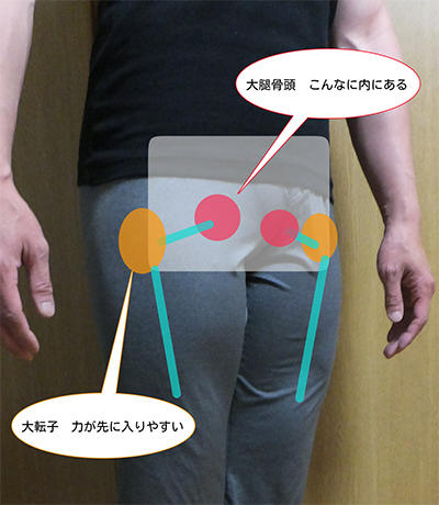 股関節の「回転の動き」を感じてほしいのは大腿骨頭。