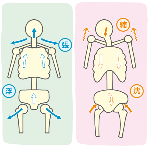 「やはり体幹！肋骨と骨盤」