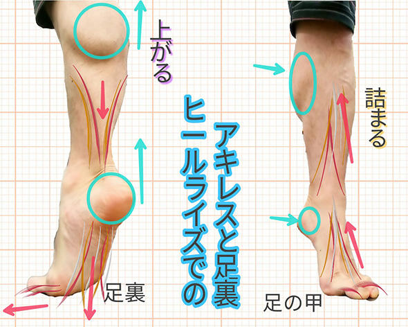 ヒールライズでのアキレスと足裏