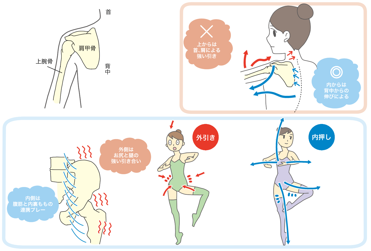 第52回 伸びしろを上手に 付け根からの意識 チャコット