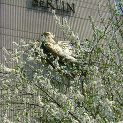 ベルリンの桜