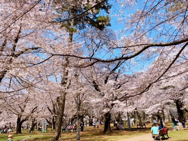 公園と桜.jpg