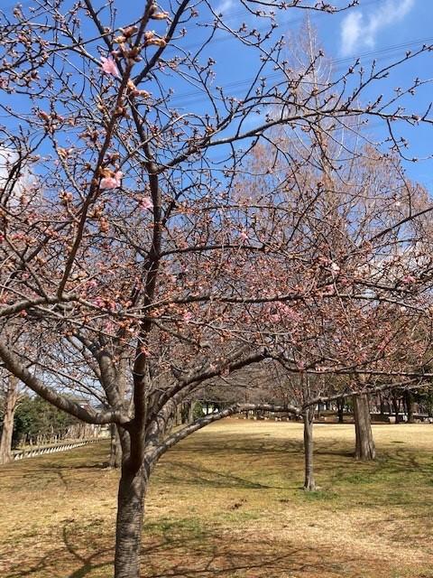 桜咲く.jpg
