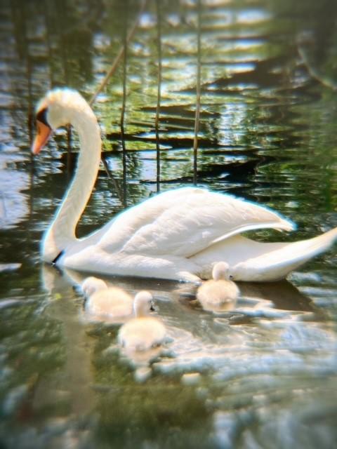 ５／５白鳥ヒナjpg.jpg